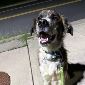 Henry Bo -  Australian Shepherd Dog for Adoption in Fairfax Station, Virginia - Henry Bo | PetCurious
