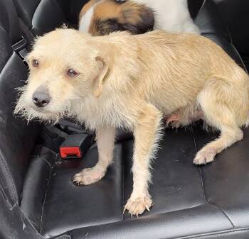 Terrier Dogs Available for Adoption - DIPER | PetCurious