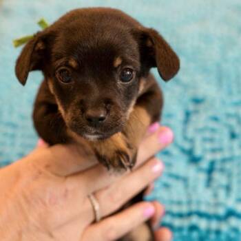 Terrier Dogs Available for Adoption in Hillsborough, North Carolina - Charlie | PetCurious