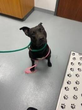 Pit Bull Terrier Dogs Available for Adoption in St. Cloud, Florida - MIDNIGHT | PetCurious