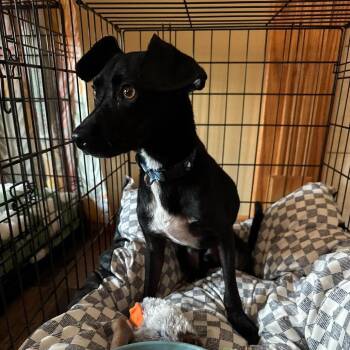 Ted -  Chihuahua and Mixed Breed Dog for Adoption in Alma, Wisconsin - Ted | PetCurious