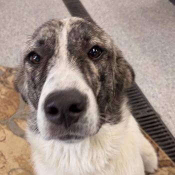 Marlo Red -  Great Pyrenees and Appenzell Mountain Dog Dog for Adoption in Spring Hill, Kansas - Marlo Red | PetCurious