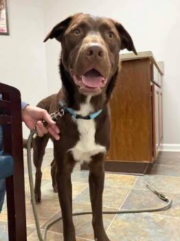 Labrador Retriever and Shepherd Dogs Available for Adoption - Lightning | PetCurious