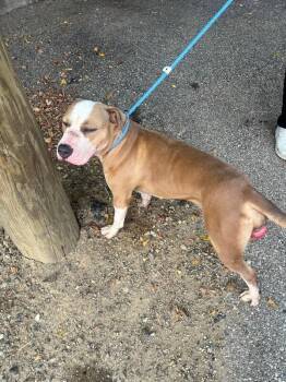 Gigi (actual) -  Mixed Breed Dog for Adoption in Cincinnati, Ohio - Gigi (actual) | PetCurious