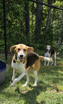 American Foxhound Dogs Available for Adoption in Maidens, Virginia - Reba | PetCurious