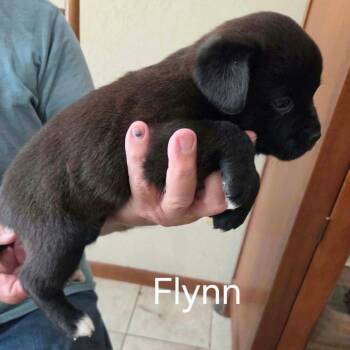 Flynn -  Shepherd and Pit Bull Terrier Dog for Adoption in Wadena, Minnesota - Flynn | PetCurious