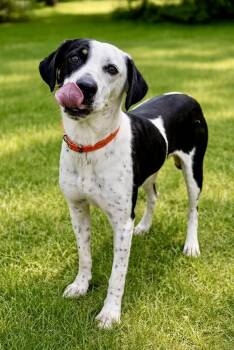 Mixed Breed Dogs Available for Adoption in Maryville, Tennessee - Biscuit | PetCurious