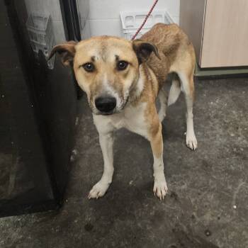 Rescue Shepherd and Mixed Breed Dogs for Adoption in Evensville, Tennessee - Baloo | PetCurious