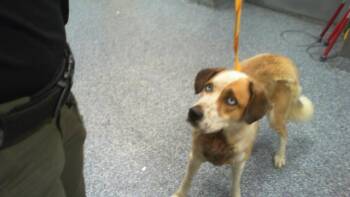 A1267659 -  Mixed Breed Dog for Adoption in Charlotte, North Carolina - A1267659 | PetCurious