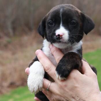 Shepherd Dogs Available for Adoption in Eastford, Connecticut - CT Pontiac Avail Apr 25 | PetCurious