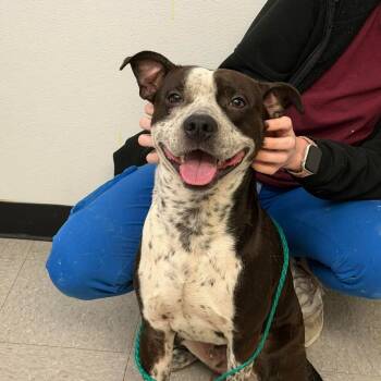 Artic 26-06-006 -  Pit Bull Terrier Dog Available for Adoption in Bastrop, Texas - Artic 26-06-006 | PetCurious