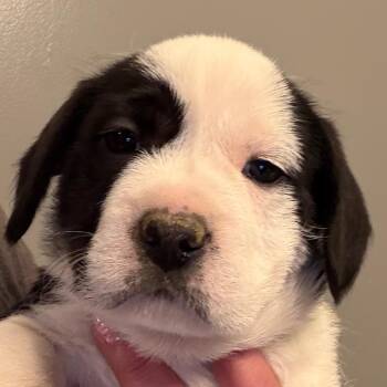 Parson Russell Terrier and Mixed Breed Dogs Available for Adoption in Greenfield, Indiana - Roger - Yellow | PetCurious