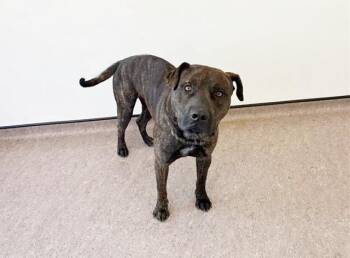 GUAPO -  Pit Bull Terrier and Mixed Breed Dog for Adoption in Brentwood, Missouri - GUAPO | PetCurious
