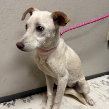 Mixed Breed Dogs Available for Adoption - Twilight | PetCurious