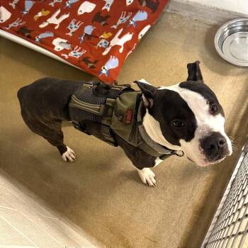 American Staffordshire Terrier Dogs Available for Adoption - Ruger | PetCurious