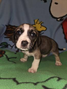 Tahoma (26-139 D) -  Mixed Breed Dog for Adoption in Lansing, Michigan - Tahoma (26-139 D) | PetCurious