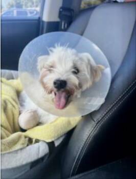Rescue Maltese and Yorkshire Terrier Dogs for Adoption in Norfolk, Virginia - Beau | PetCurious
