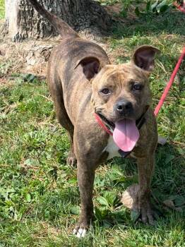 Christy -  Pit Bull Terrier Dog for Adoption in Springfield, Illinois - Christy | PetCurious