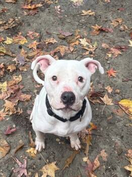 Rescue Mixed Breed Dogs for Adoption in West Chester, Pennsylvania - Lotto | PetCurious