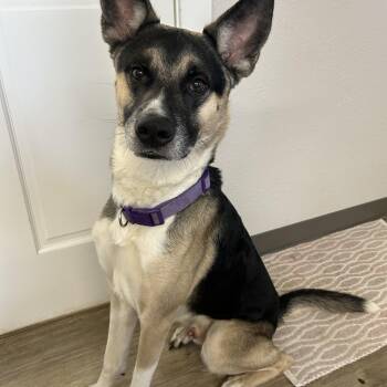 Mixed Breed Dogs Available for Adoption in Jamestown, North Dakota - Zorro | PetCurious