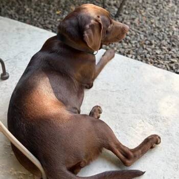 Timber -  Chocolate Labrador Retriever Dog for Adoption in Nampa, Idaho - Timber | PetCurious