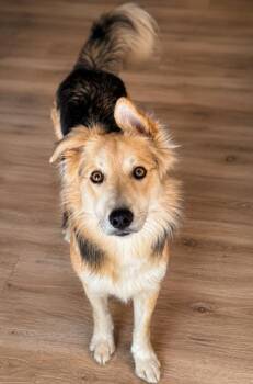 Jam -  Australian Shepherd Dog for Adoption in Pinedale, Wyoming - Jam | PetCurious