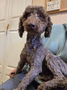 Poodle Dogs Available for Adoption - Penn | PetCurious
