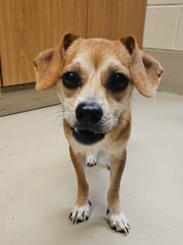 Rescue Terrier Dogs for Adoption in Johnson City, Tennessee - Muffler | PetCurious