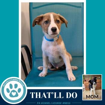 Border Collie and Labrador Retriever Dogs Available for Adoption in Kimberton, Pennsylvania - That