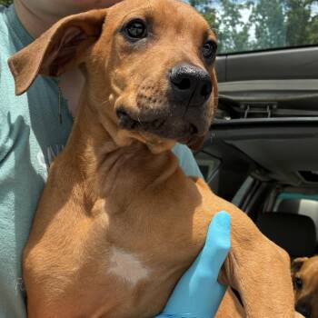 Boxer and Doberman Pinscher Dogs Available for Adoption in Columbus, North Carolina - Simba | PetCurious