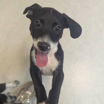 Biggie -  Mixed Breed Dog for Adoption in Fenton, Michigan - Biggie | PetCurious