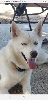 Neela -  Siberian Husky Dog for Adoption in Menifee, California - Neela | PetCurious