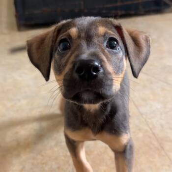 Labrador Retriever Dogs Available for Adoption in Boca Raton, Florida - Ella | PetCurious