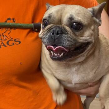 Rescue French Bulldog Dogs for Adoption in Westminster, California - WAGS-Stray-20261 | PetCurious