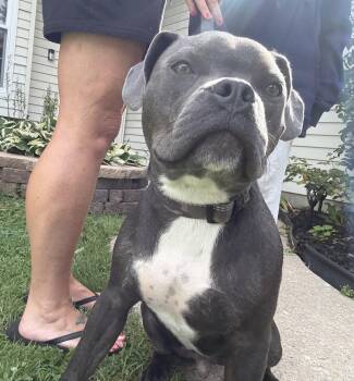 Arlo 1 -  American Staffordshire Terrier Dog for Adoption in Berlin, New Jersey - Arlo 1 | PetCurious