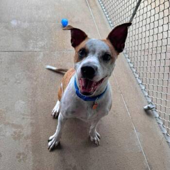 Petey -  Terrier Dog for Adoption in Monticello, Iowa - Petey | PetCurious
