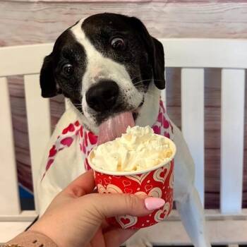 Brisket Billy -  Beagle and Pointer Dog for Adoption in Abbotsford, British Columbia - Brisket Billy | PetCurious