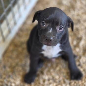 Stryker JuM -  Terrier and Mixed Breed Dog for Adoption in Austin, Texas - Stryker JuM | PetCurious