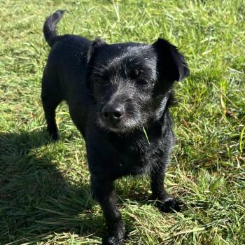 Wirehaired Terrier and Terrier Dogs Available for Adoption in Ridgefield, Washington - Mr. Wonderful Mo | PetCurious