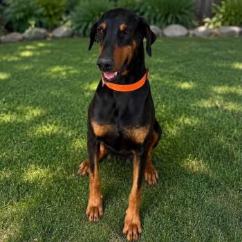 Harley -  Doberman Pinscher Dog for Adoption in Wilton, California - Harley | PetCurious