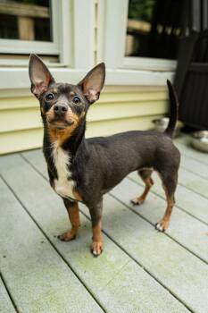 Tippy -  Chihuahua Dog for Adoption in Morgantown, West Virginia - Tippy | PetCurious