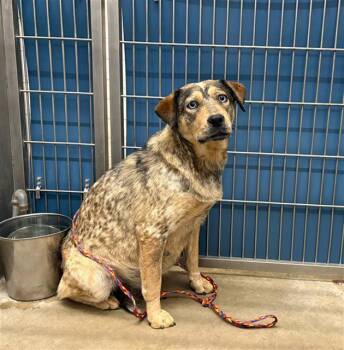 Rescue Australian Cattle Dog Blue Heeler and Mixed Breed Dogs for Adoption in Camarillo, California - WINDY | PetCurious