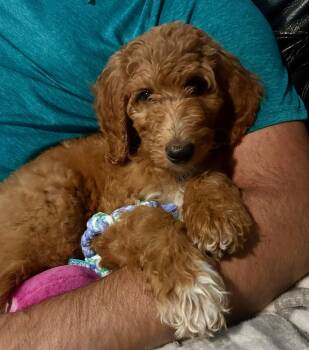 Ruby formerly Jean -  Poodle Dog for Adoption - Ruby Formerly Jean | PetCurious