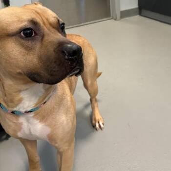 Peanut -  Terrier Dog for Adoption in Des Moines, Iowa - Peanut | PetCurious