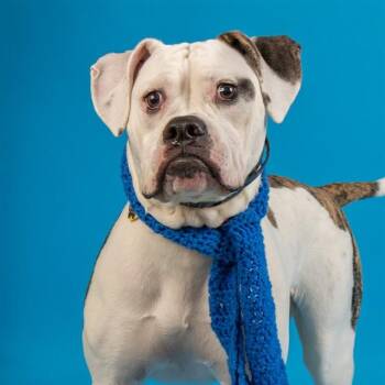 American Bulldog and Mixed Breed Dogs Available for Adoption - HUMMUS | PetCurious