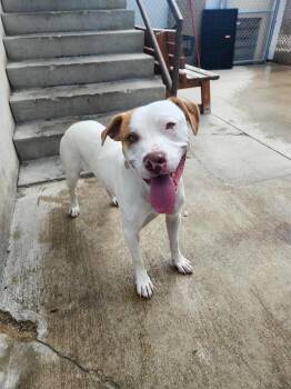 Rescue Pit Bull Terrier Dogs for Adoption in Peru, Illinois - Bruno | PetCurious