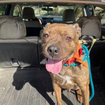 Rescue Mixed Breed Dogs for Adoption in Newark, New Jersey - Titan | PetCurious