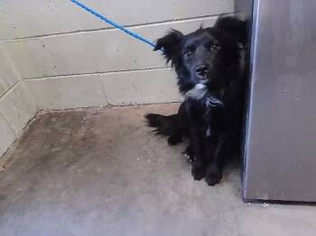 Border Collie Dogs Available for Adoption - MILA | PetCurious