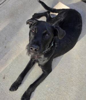 Mixed Breed Dogs Available for Adoption in Maineville, Ohio - Charlie | PetCurious