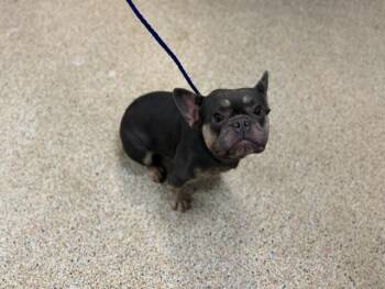 WIGGLES -  French Bulldog Dog for Adoption in Doral, Florida - WIGGLES | PetCurious